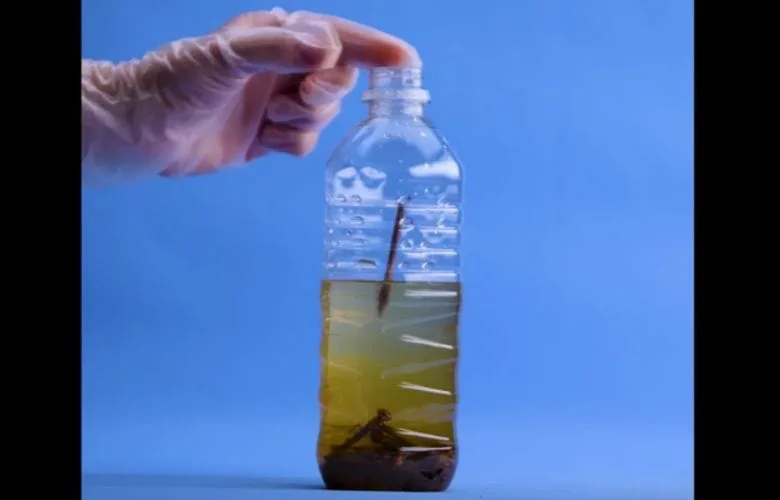 Transform Rusty Nails into Plant Food: A Simple DIY Hack