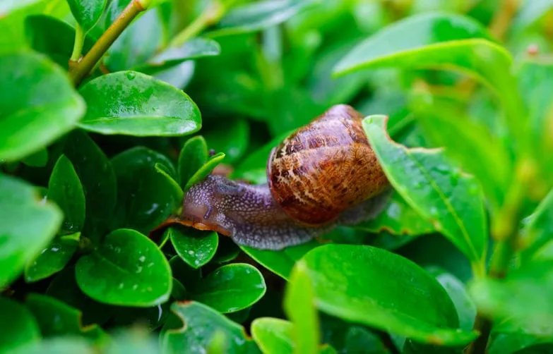 Got Snails in Your Garden? Use This Eco-Friendly Trick to Get Rid of Them Fast!