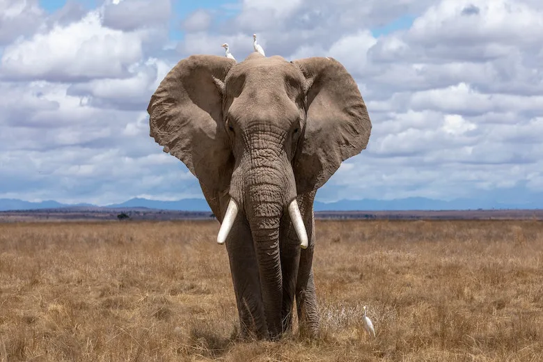 Mother Elephant Shows Gratitude to Rescuers Who Saved Her Calf