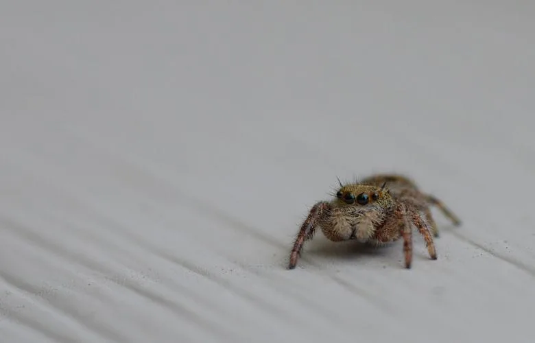 Keep Spiders Away With This One Plant in Your House