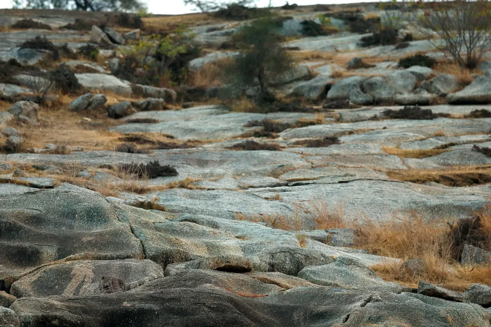Can You Spot the Hidden Leopard in This Photo? Almost No One Can!