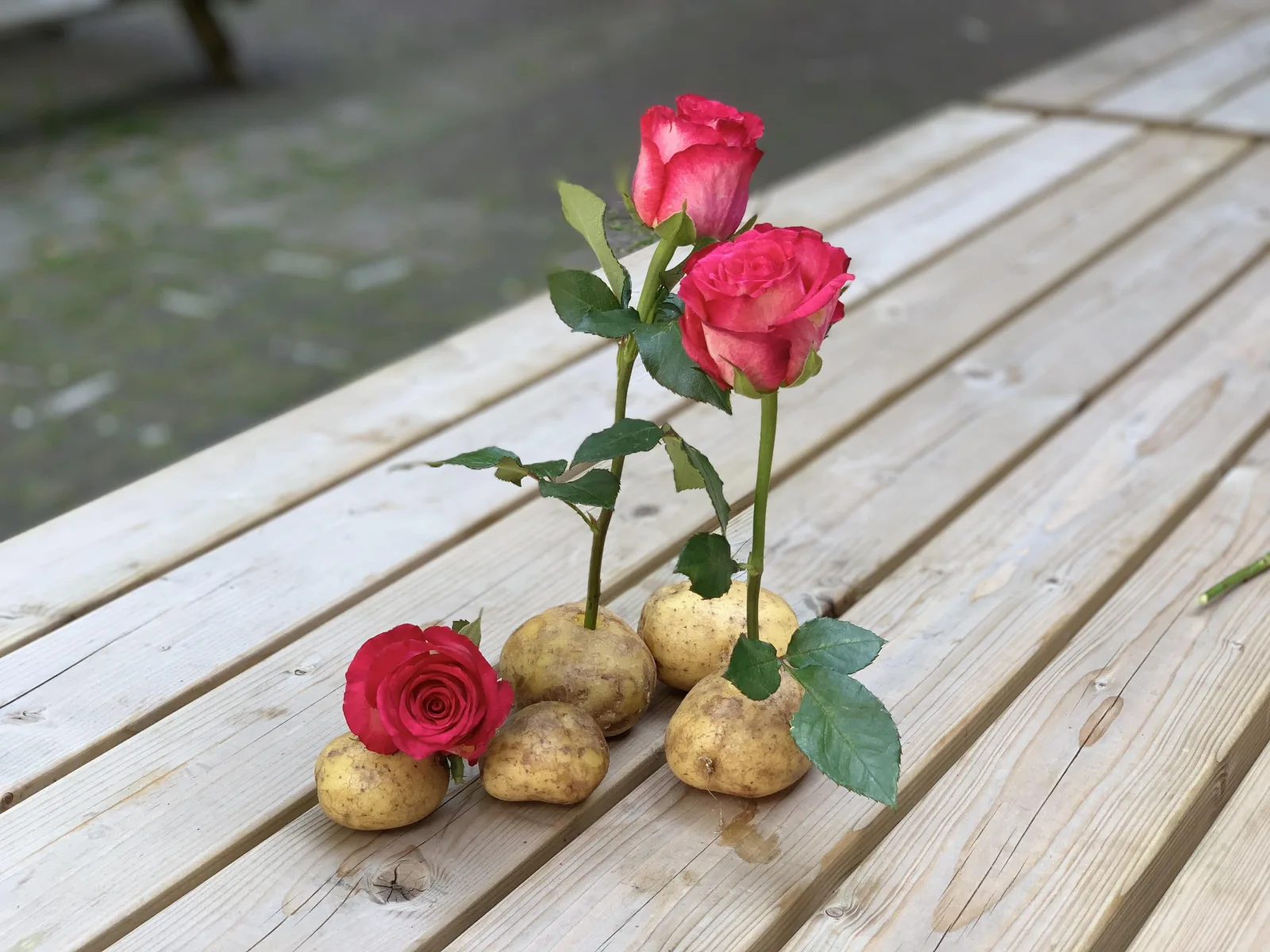 rose stalk inserted into potato