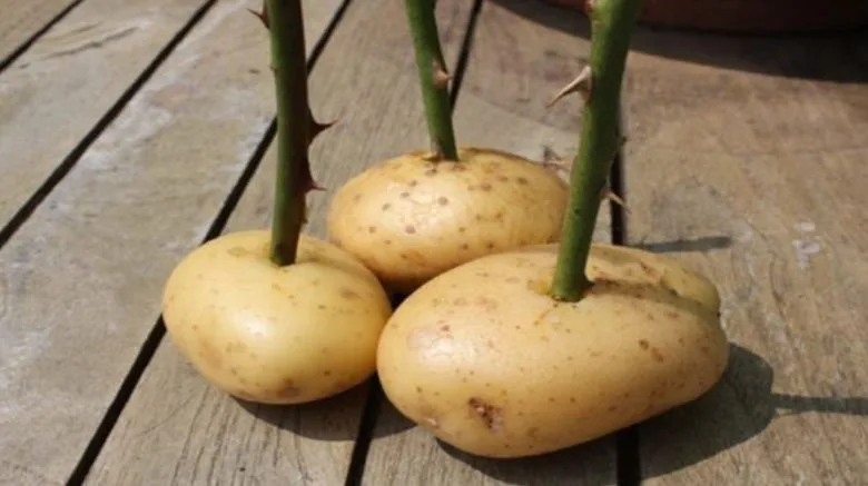 Plant a Rose Stem in a Potato and Witness the Incredible Results After Just One Week!
