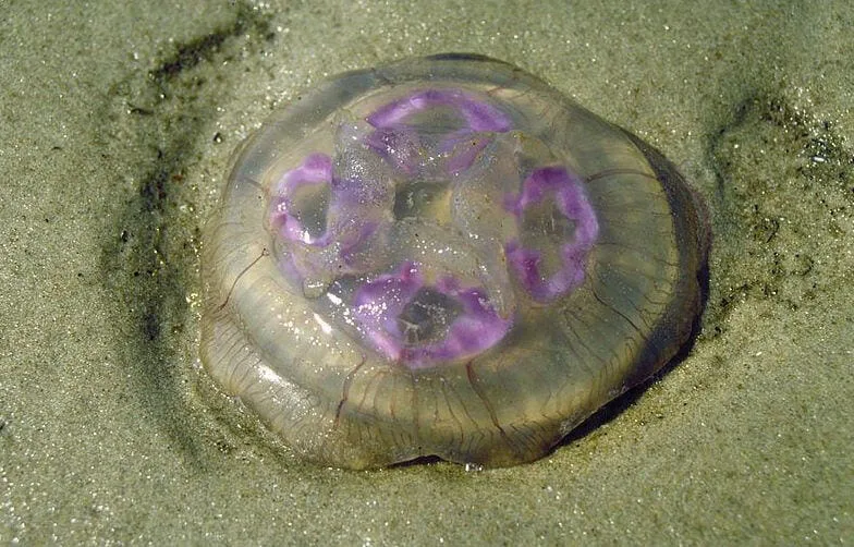 Essential first aid steps after a jellyfish sting