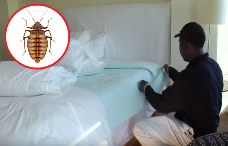 The 6 Most Common Hiding Spots for Bed Bugs
