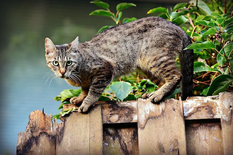 Buurkatten