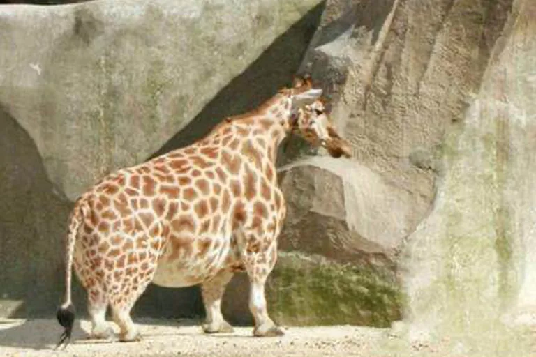 Giant Giraffe Spotted in the Wild Leaves Vet Astonished After Discovering the Cause