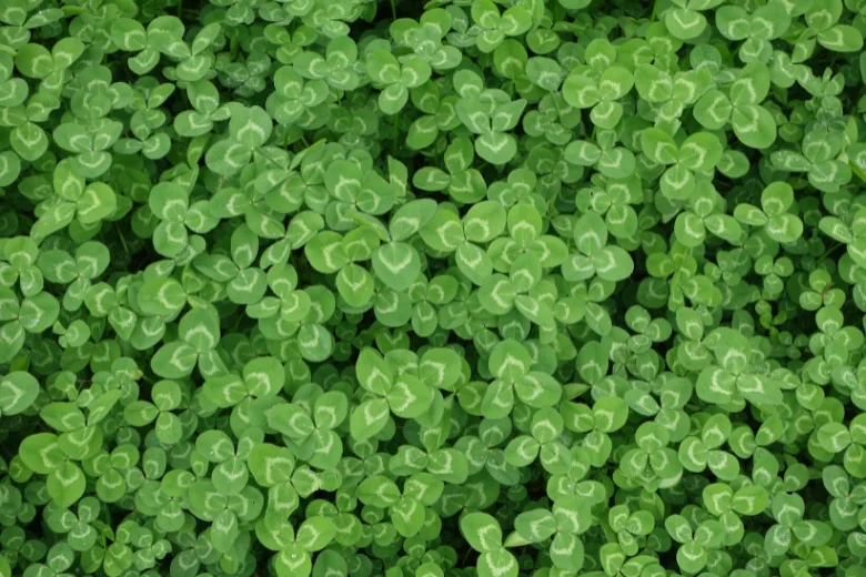 Effective Ways to Eliminate Clover from Your Lawn
