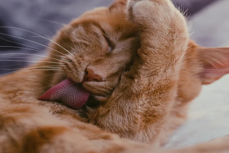 Surprise! The Real Reason Your Cat Loves Licking Your Hair