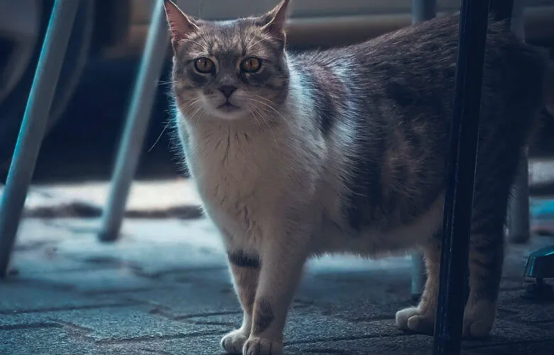 cat