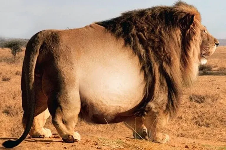 Veterinarian Stunned by the True Cause of This Lion's Massive Size in the Wild