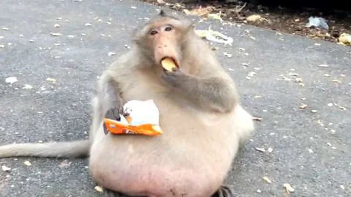 Enormous Monkey Spotted in the Wild Leaves Veterinarian Stunned When He Discovers the Cause