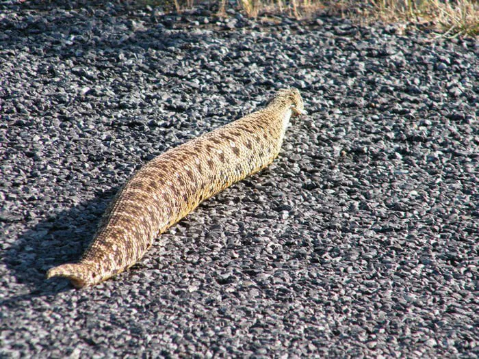 Veterinarian Stunned After Discovering Why This Wild Snake Is So Unusually Large