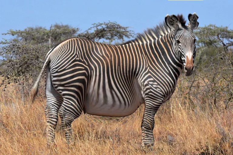 Veterinarian Stunned After Discovering Why This Wild Zebra Is So Unusually Large