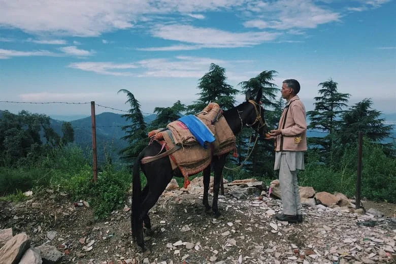 Tourists Urged to Avoid Animal Cruelty by Animal Welfare Groups