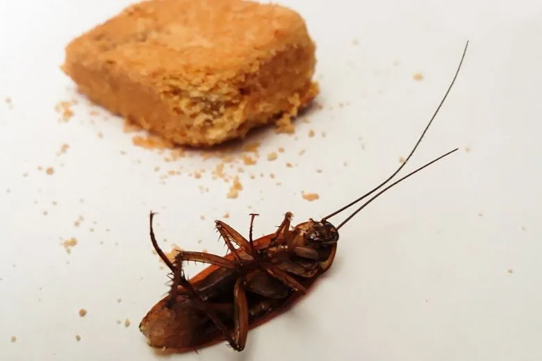 Proven and Simple Strategies to Eliminate Cockroaches Fast