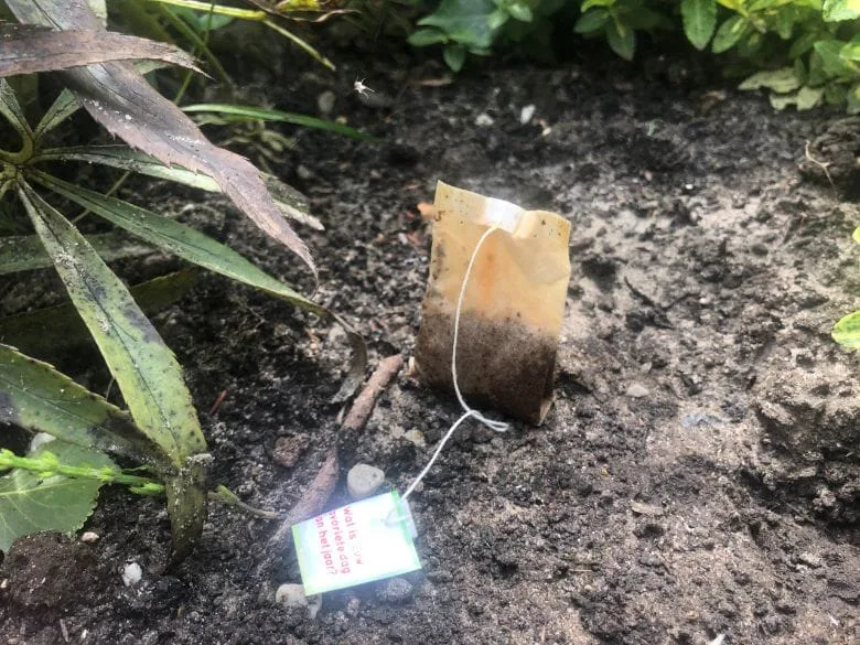 Bury Your Used Tea Bags in the Garden for Surprising Benefits