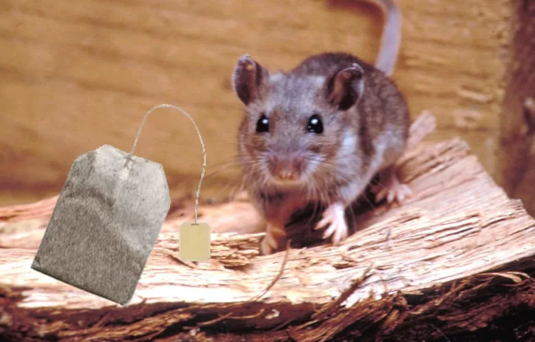 How to Keep Pests Out of Your Home Using a Simple Tea Bag