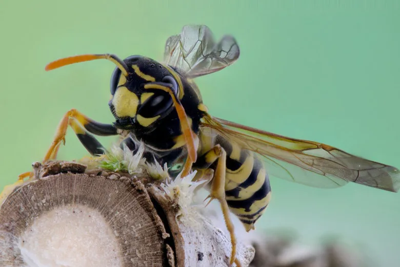 How to Keep Wasps Away and Avoid Getting Stung