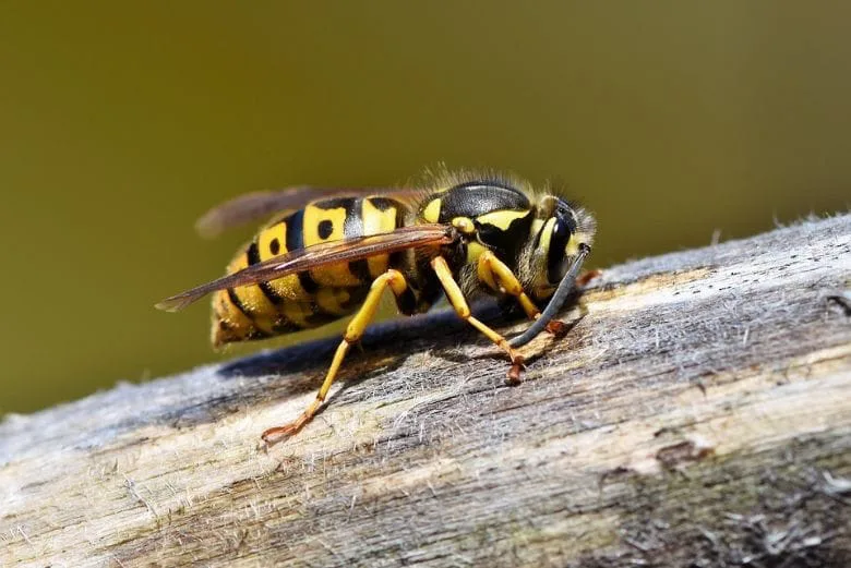 Don't Panic Over Wasps! This Simple Trick Will Keep Them Far Away