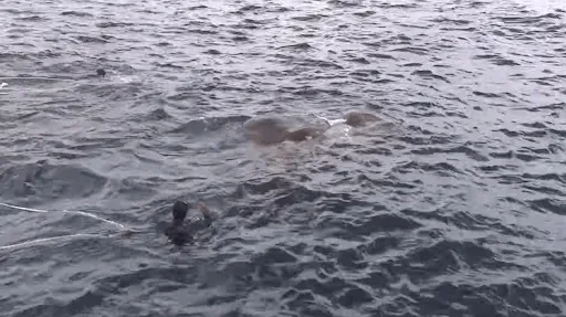 Navy Encounters Enormous Sea Creature: Sri Lankan Marines Leap Overboard in Shock