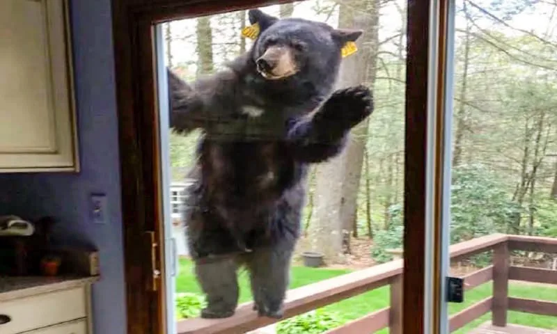 A Bear Waves to His Family Each Morning – One Day, the Father Follows and Uncovers a Shocking Truth