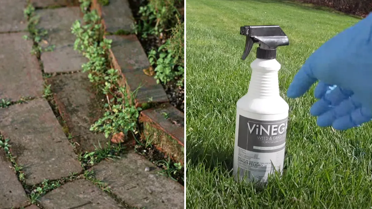 Tired of Weeds? Fight Back with This Homemade Remover!