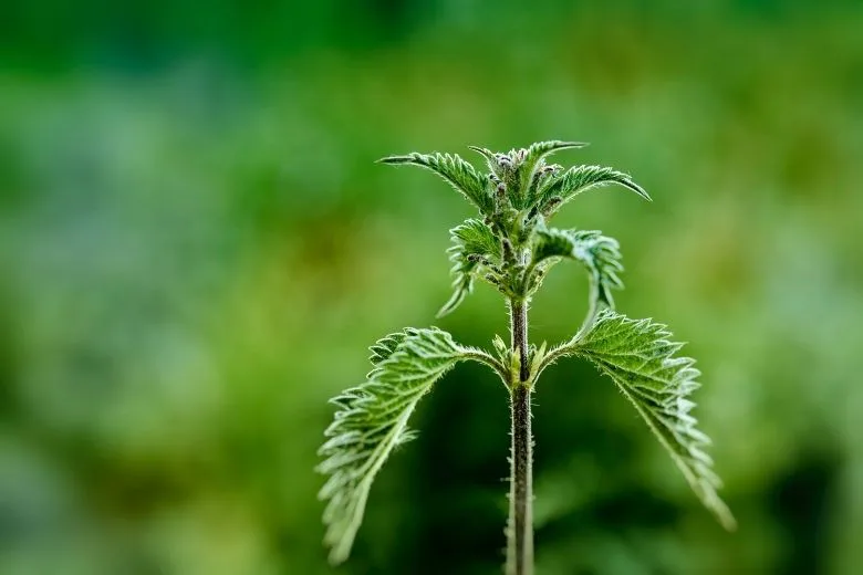 Why You Should Think Twice Before Removing Weeds from Between Tiles