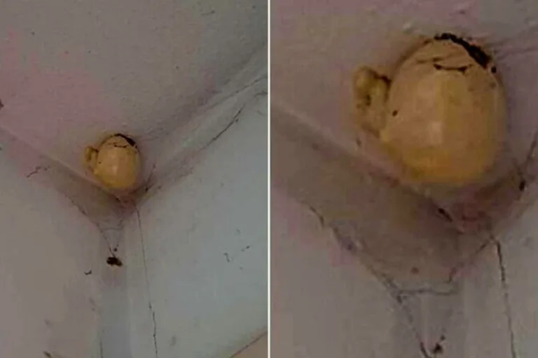 Woman Returns Home to Discover Mysterious ‘Egg’ Attached to Her Ceiling