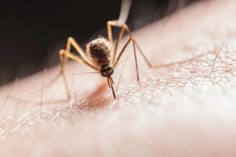 10 Quick Ways to Soothe Mosquito Bite Itch