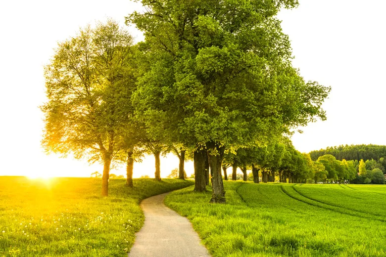 An oak tree in a park