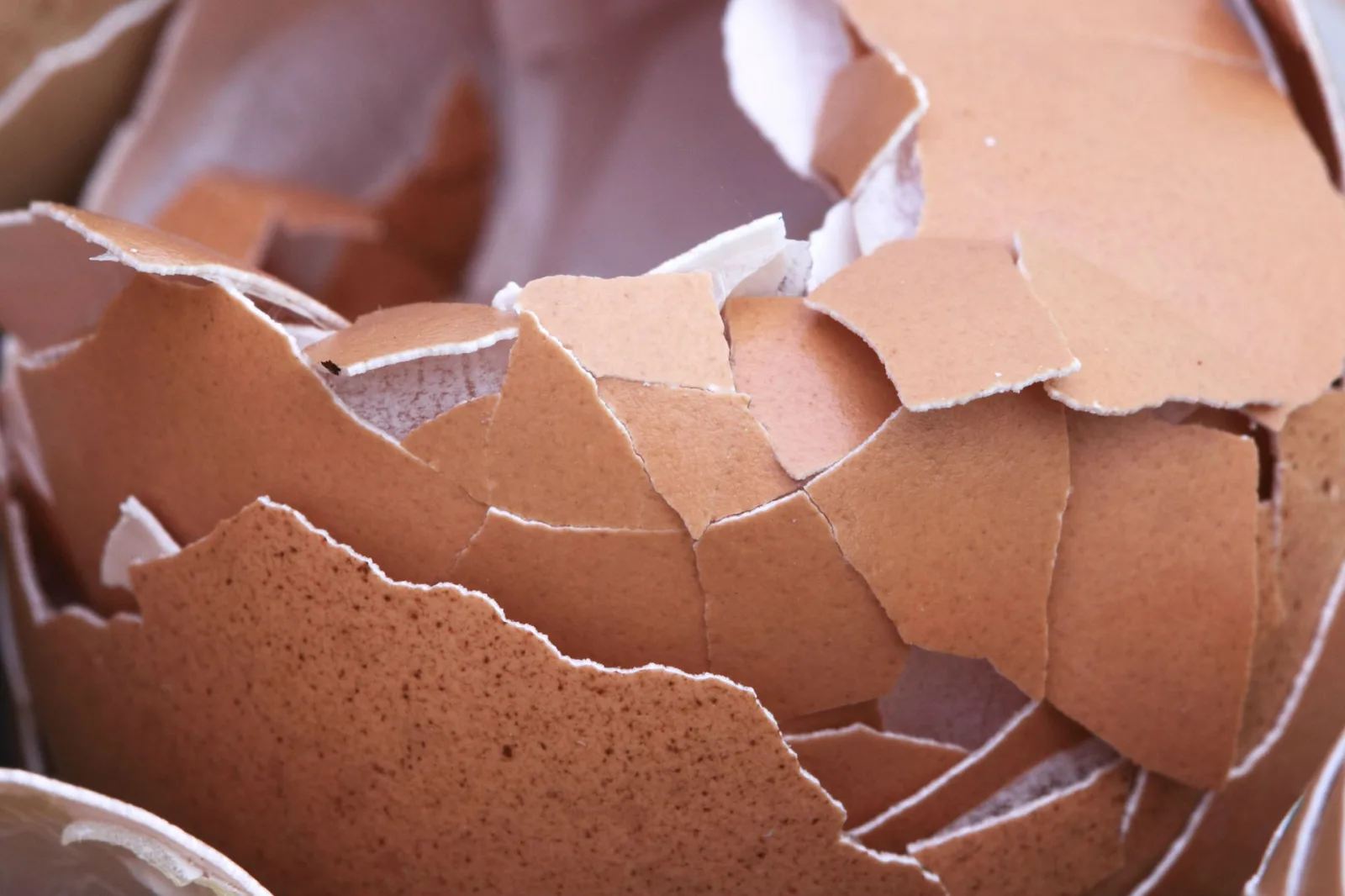 Stop Throwing Away Eggshells—Here’s Why