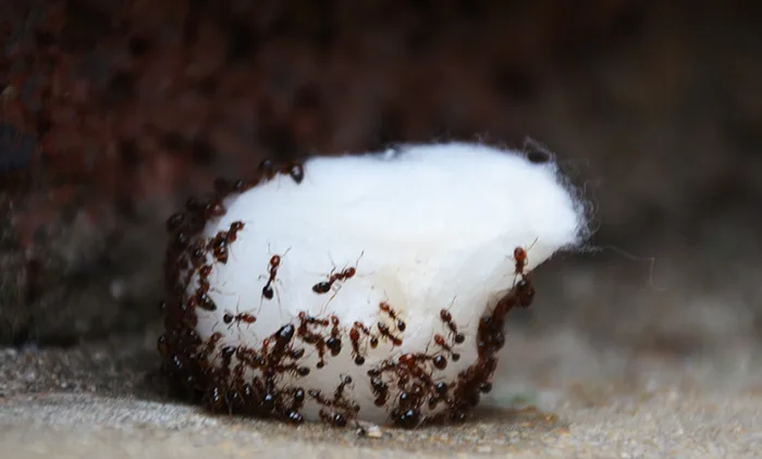 Say Goodbye to Household Ants with This Simple Kitchen Spice!